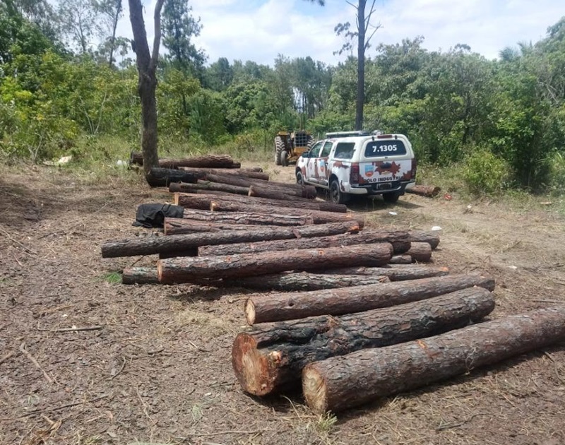 Onze pessoas são presas por desmatamento ilegal em Camaçari