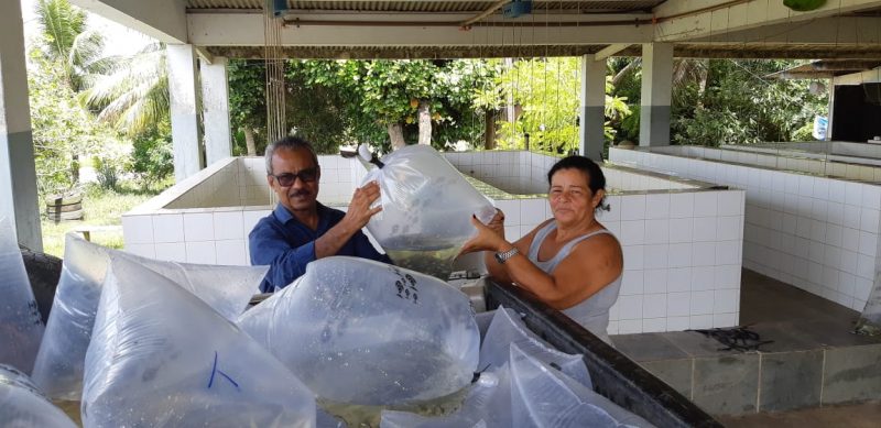 Camaçari: piscicultores recebem doação de 25 mil filhotes de peixes