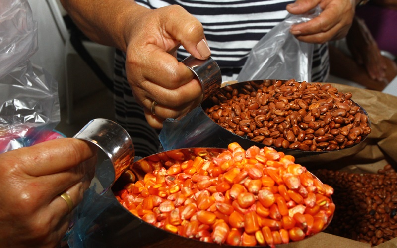 De olho no São João, Sedap distribui mais de 2,5 toneladas de sementes para agricultores de Camaçari
