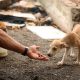 Gapar realiza 2ª Feira de Adoção de Animais em junho no Alto da Cruz