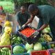 Camaçari: 2 mil famílias devem ser beneficiadas com programa Mais Agricultura