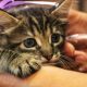 Camaçari: loja Camapet Shop promove feira de adoção com hamsters, cães e gatos