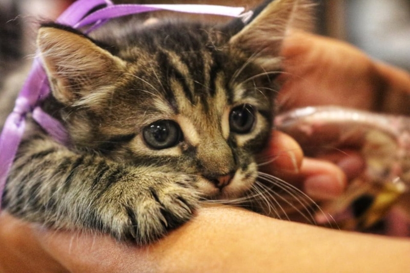 Camaçari: loja Camapet Shop promove feira de adoção com hamsters, cães e gatos