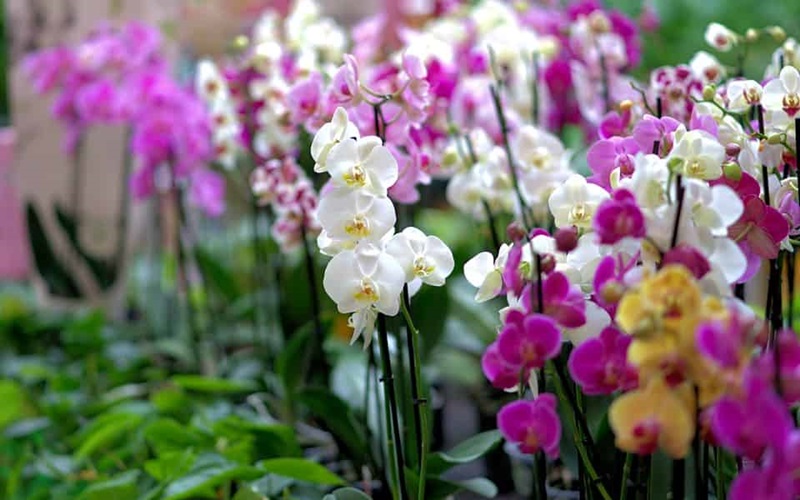 Arembepe receberá quinta edição da Expofeira das Orquídeas no fim de setembro