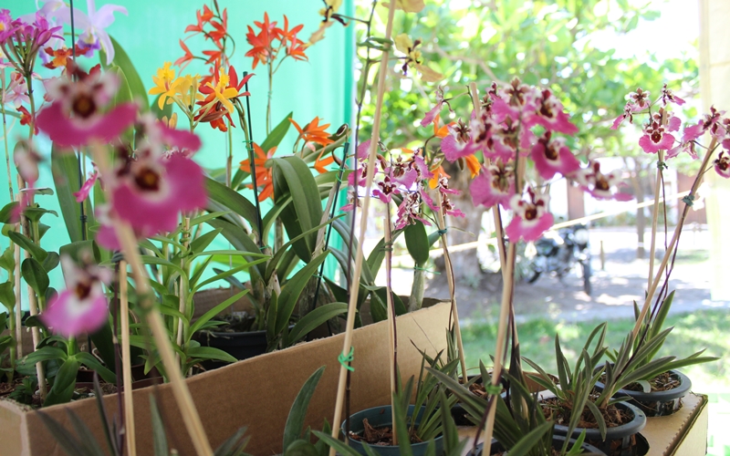 Expofeira das Orquídeas colore primavera de Camaçari este fim de semana