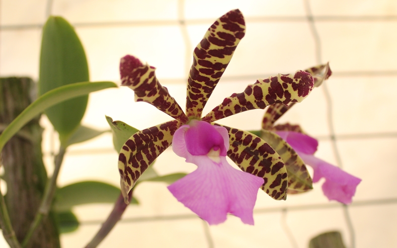 Expofeira das Orquídeas colore primavera de Camaçari este fim de semana