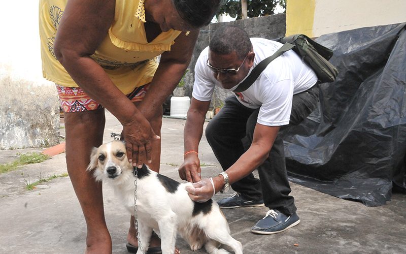 Camaçari: governo suspende vacinação antirrábica animal por falta de reabastecimento 