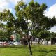 Curiosidades: Camaçari, a cidade com nome de árvore que sofre escassez da espécie