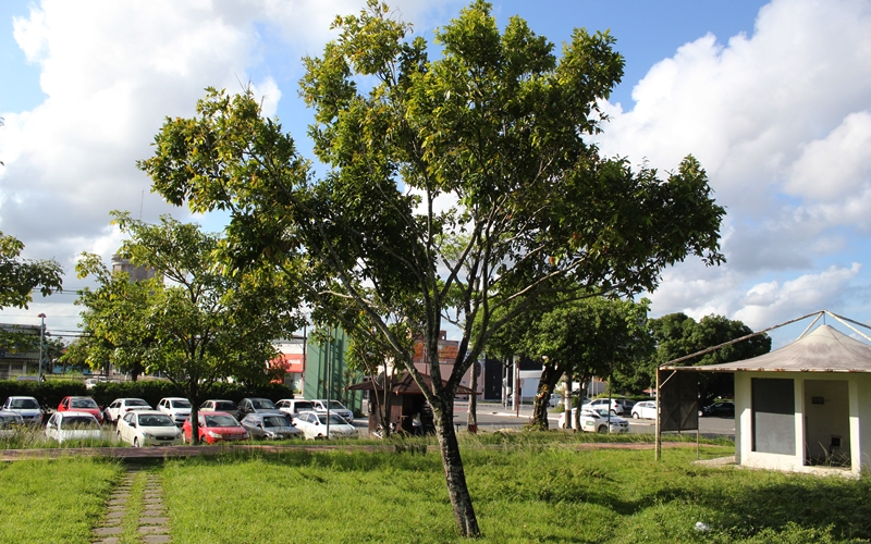 Curiosidades: Camaçari, a cidade com nome de árvore que sofre escassez da espécie