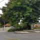Parte de árvore cai e interrompe fornecimento de energia no bairro Dois de Julho