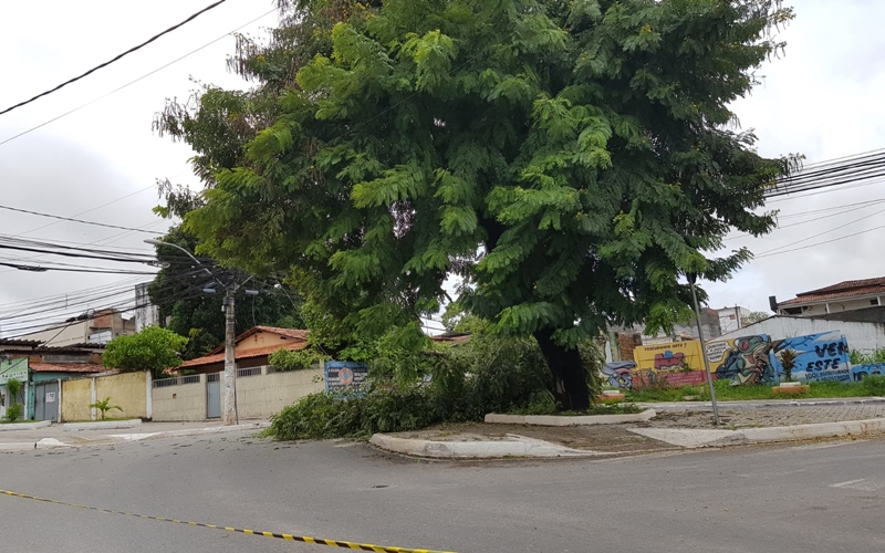 Parte de árvore cai e interrompe fornecimento de energia no bairro Dois de Julho