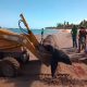 Baleia morre após encalhar na Praia de Jauá