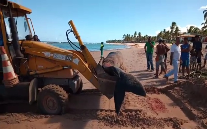 Baleia morre após encalhar na Praia de Jauá
