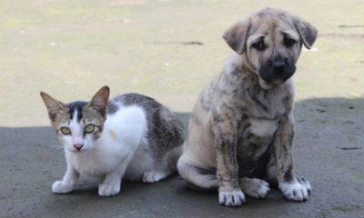 Cadastro para castração de cães e gatos é aberto em Camaçari