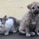 Cadastro para castração de cães e gatos é aberto em Camaçari