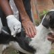Campanha de vacinação antirrábica animal começa nesta segunda-feira em Camaçari