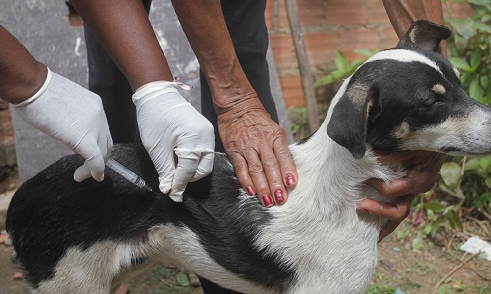 Campanha de vacinação antirrábica animal começa nesta segunda-feira em Camaçari