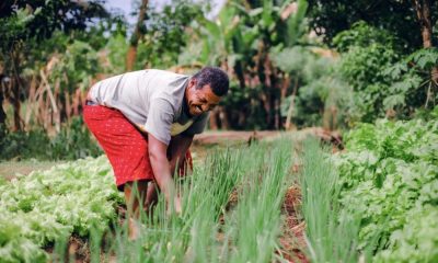 Primeira compra do programa Mais Agricultura beneficiará duas instituições em Camaçari