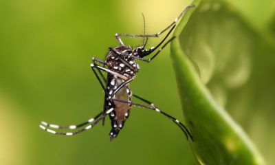 Bahia registra maior número de casos de chikungunya e zika do país