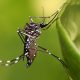 Bahia registra maior número de casos de chikungunya e zika do país