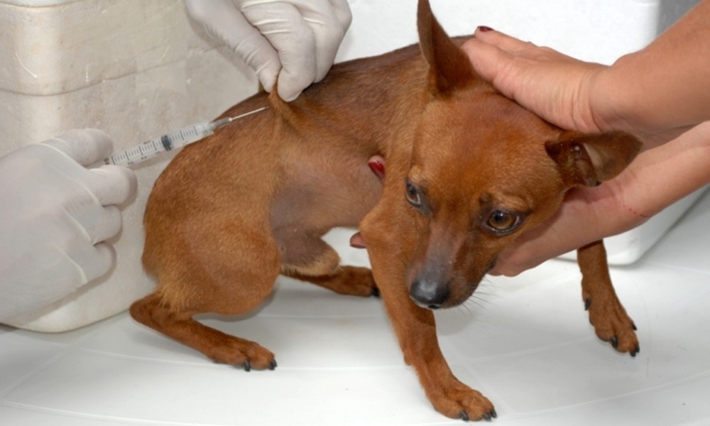 Cadastro para castração de cães e gatos continua em Camaçari