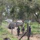 Força-tarefa combate invasão em anel florestal no Polo de Camaçari