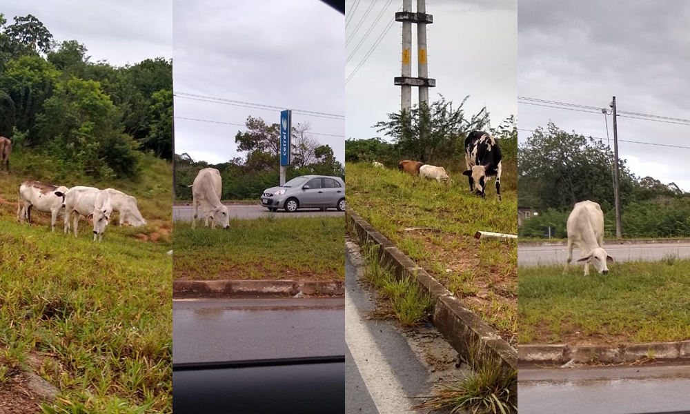 Tragédia anunciada: gado solto às margens da Cetrel pode provocar acidentes e vítimas fatais