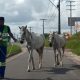 Bahia Norte já registrou mais de 5 mil ocorrências envolvendo animais nas rodovias do Sistema BA-093