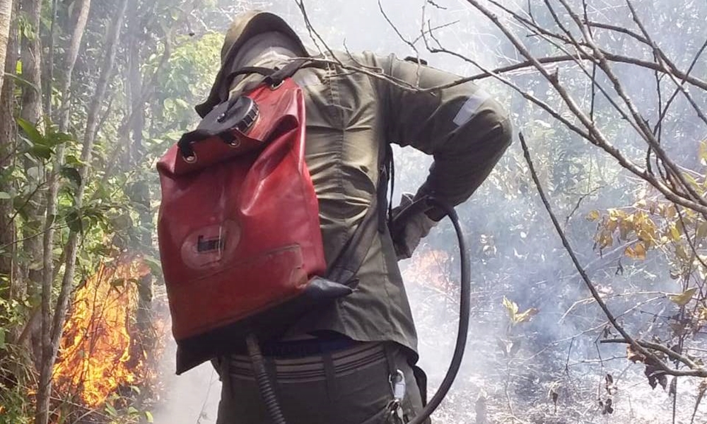 Amigos da Floresta: ação realiza atividades em Camaçari para reduzir área afetada por incêndios
