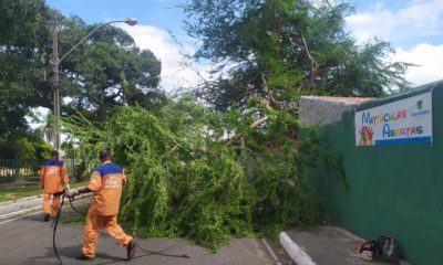 Duas árvores caem devido à instabilidade do tempo em Camaçari