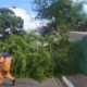 Duas árvores caem devido à instabilidade do tempo em Camaçari
