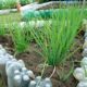 Sedap abre inscrições para entidades plantarem hortas comunitárias em Camaçari