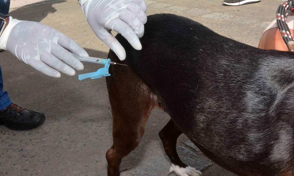 Campanha de vacinação antirrábica pretende imunizar 180 mil animais em Salvador