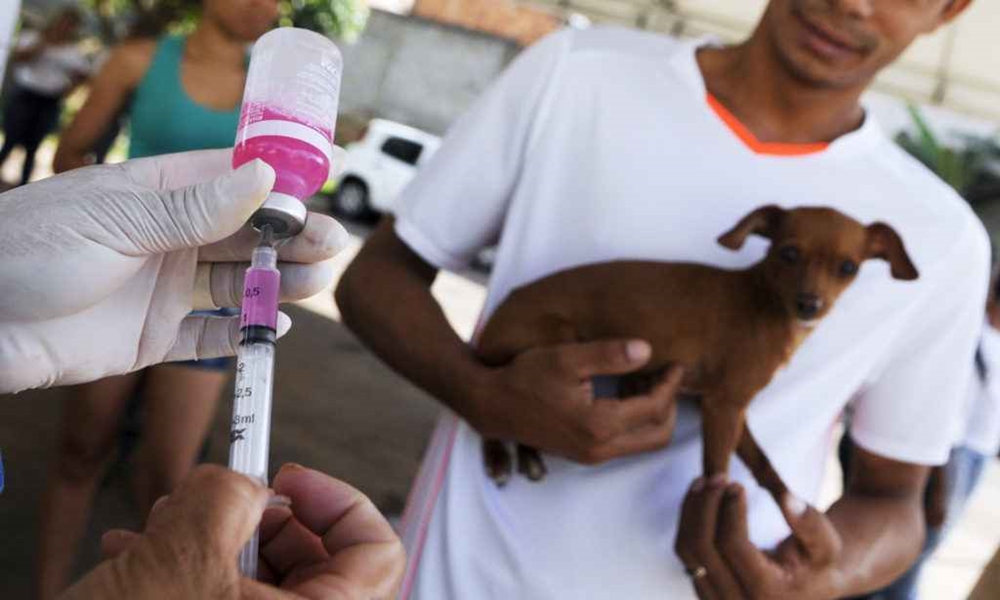 Clínica veterinária realiza ação de imunização de pets em Salvador