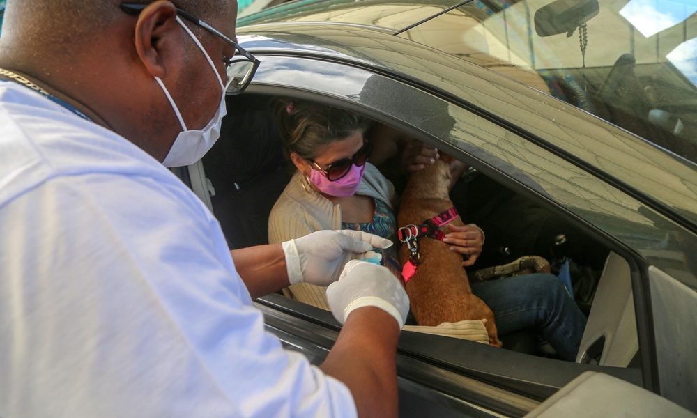 Drive-thru para vacinação antirrábica funcionará no fim de semana em Salvador