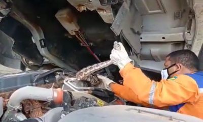 Vídeo: Defesa Civil resgata jiboia de quase dois metros do motor de caminhão na Estrada da Cetrel
