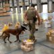Com apoio de cães farejadores, 10 encomendas com drogas são apreendidas na central dos Correios na Via Parafuso