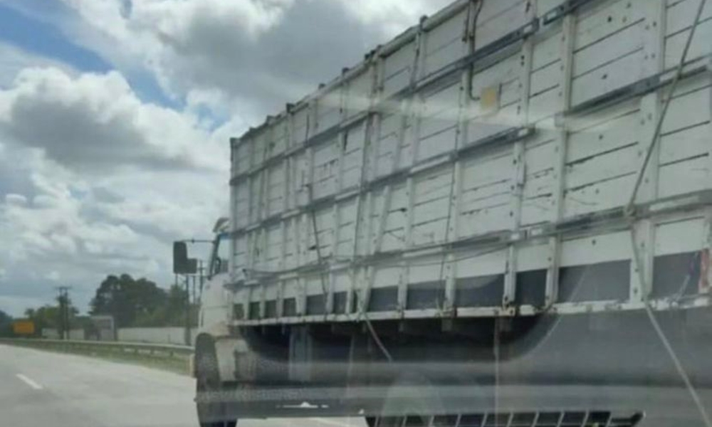 Caminhão roubado em Alagoinhas com carga viva é encontrado em Camaçari; motorista passa bem