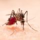Casos de dengue aumentaram 72% no Brasil