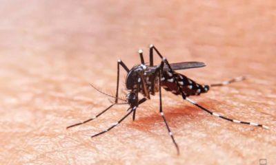 População pode combater o Aedes Aegypti através do aplicativo Mosquito Zero