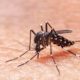 População pode combater o Aedes Aegypti através do aplicativo Mosquito Zero