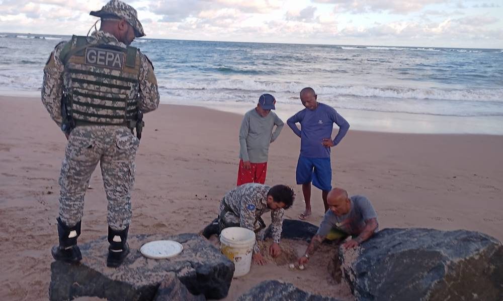 Grupo de Proteção Ambiental resgata cerca de 80 ovos de tartaruga marinha em Salvador