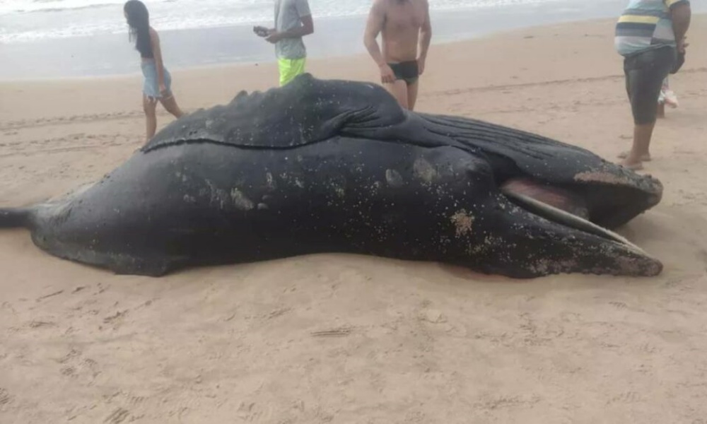Filhote de baleia-jubarte é encontrado morto na praia de Ipitanga