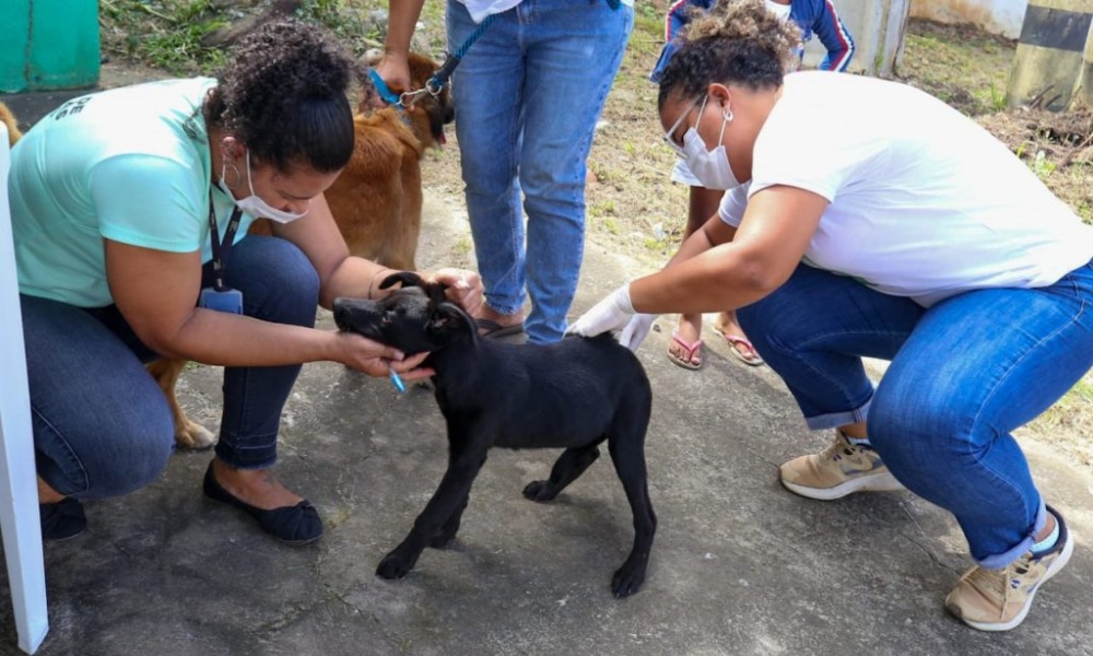 Campanha de vacinação antirrábica animal segue até setembro em Camaçari