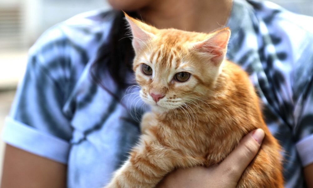 Salvador se torna ‘pet friendly’ e portaria permite presença de cães e gatos em estabelecimentos comerciais
