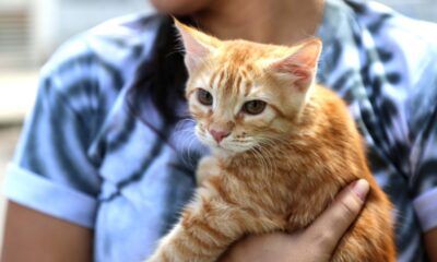 Vacina para gatos contra quatro doenças é aplicada gratuitamente em Salvador a partir de segunda