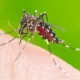 Veja produtos e cuidados que ajudam no combate ao mosquito da dengue