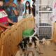 Mais uma edição da Feira de Adoção de Animais acontecerá neste sábado em Camaçari