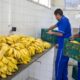 Camaçari recebe mais de R$ 3,3 milhões do Programa Alimenta Brasil