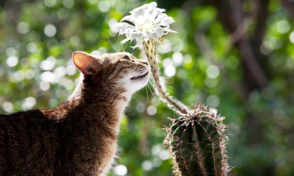 Plantas tóxicas: saiba quais espécies manter fora do alcance de cães e gatos